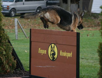 Show is Xena Einsamer-Wolf IPO1 jumping a 4 foot wall during training.